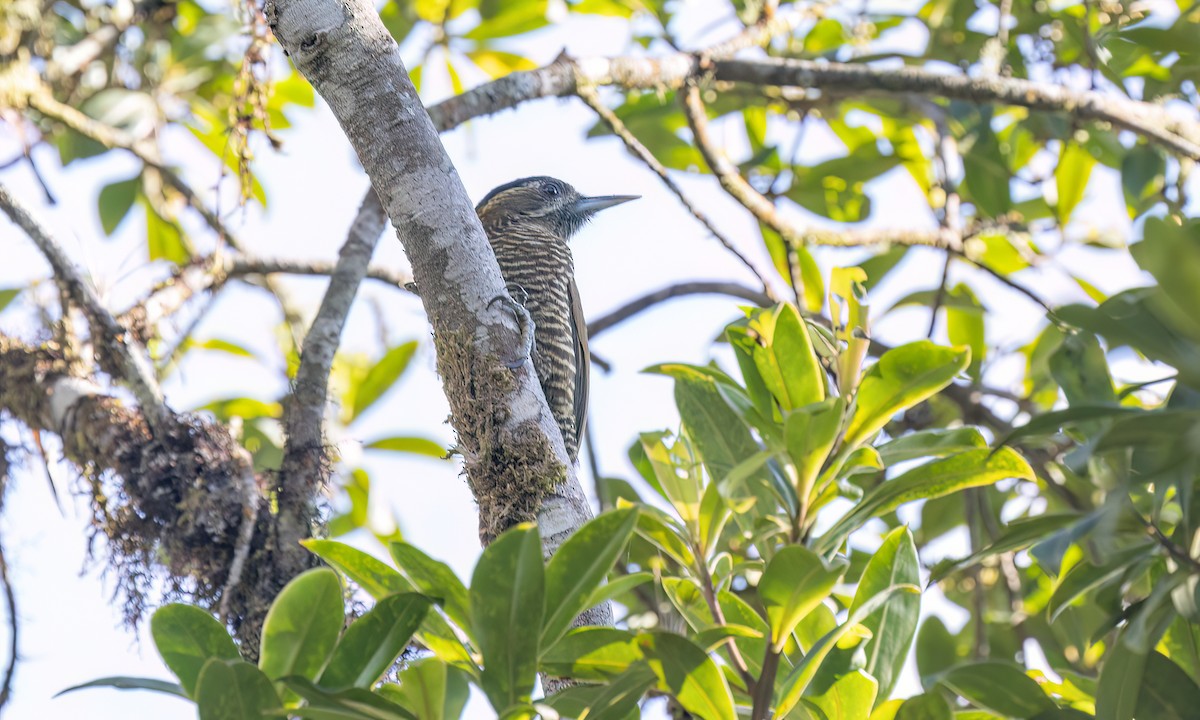 Bar-bellied Woodpecker - ML644293241