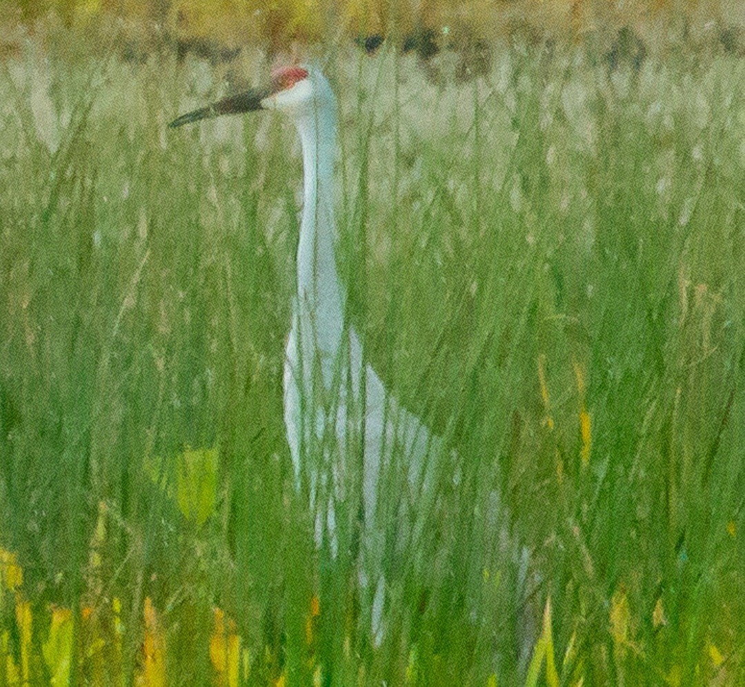 Sandhill Crane - ML644293250