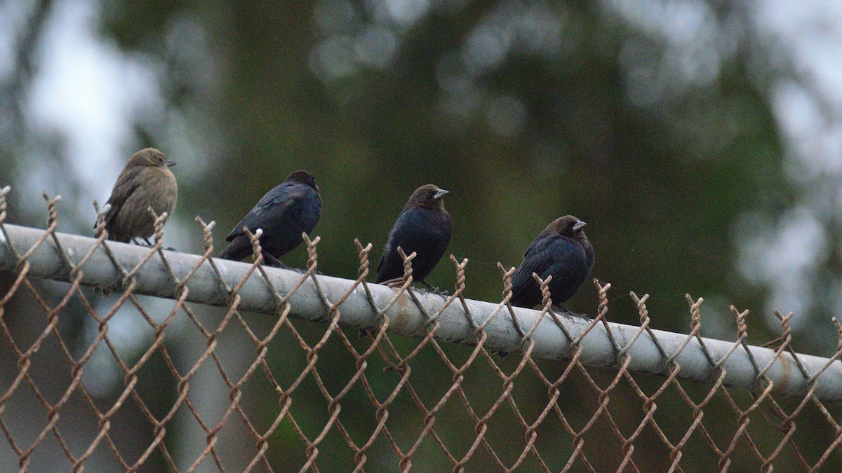 Brown-headed Cowbird - ML644293258