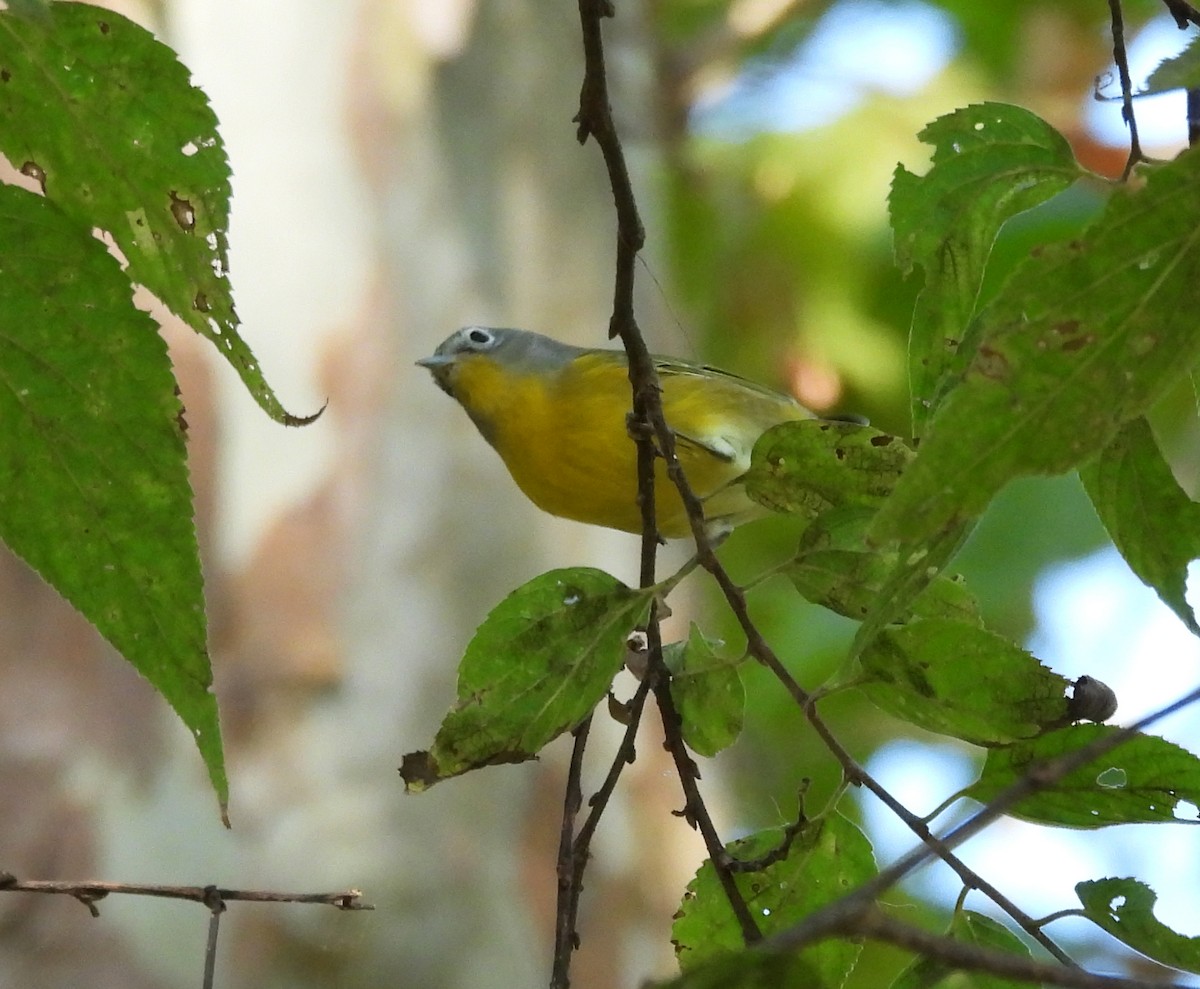 ズアカアメリカムシクイ - ML644293268