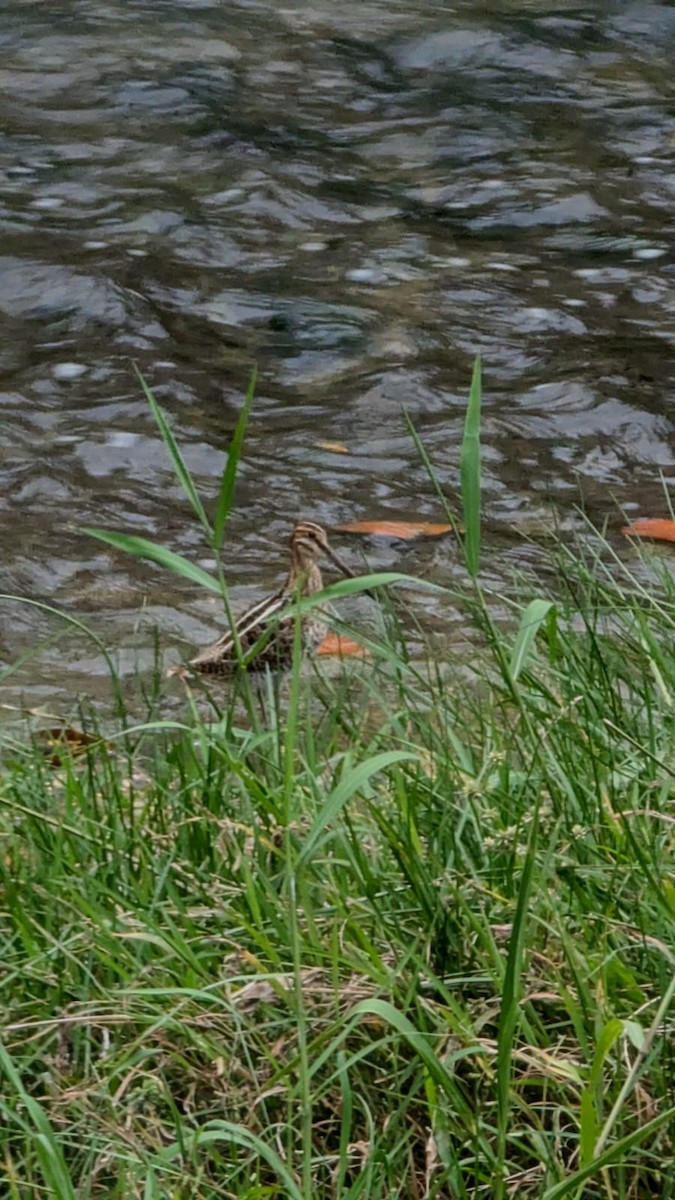 Wilson's Snipe - ML644293282
