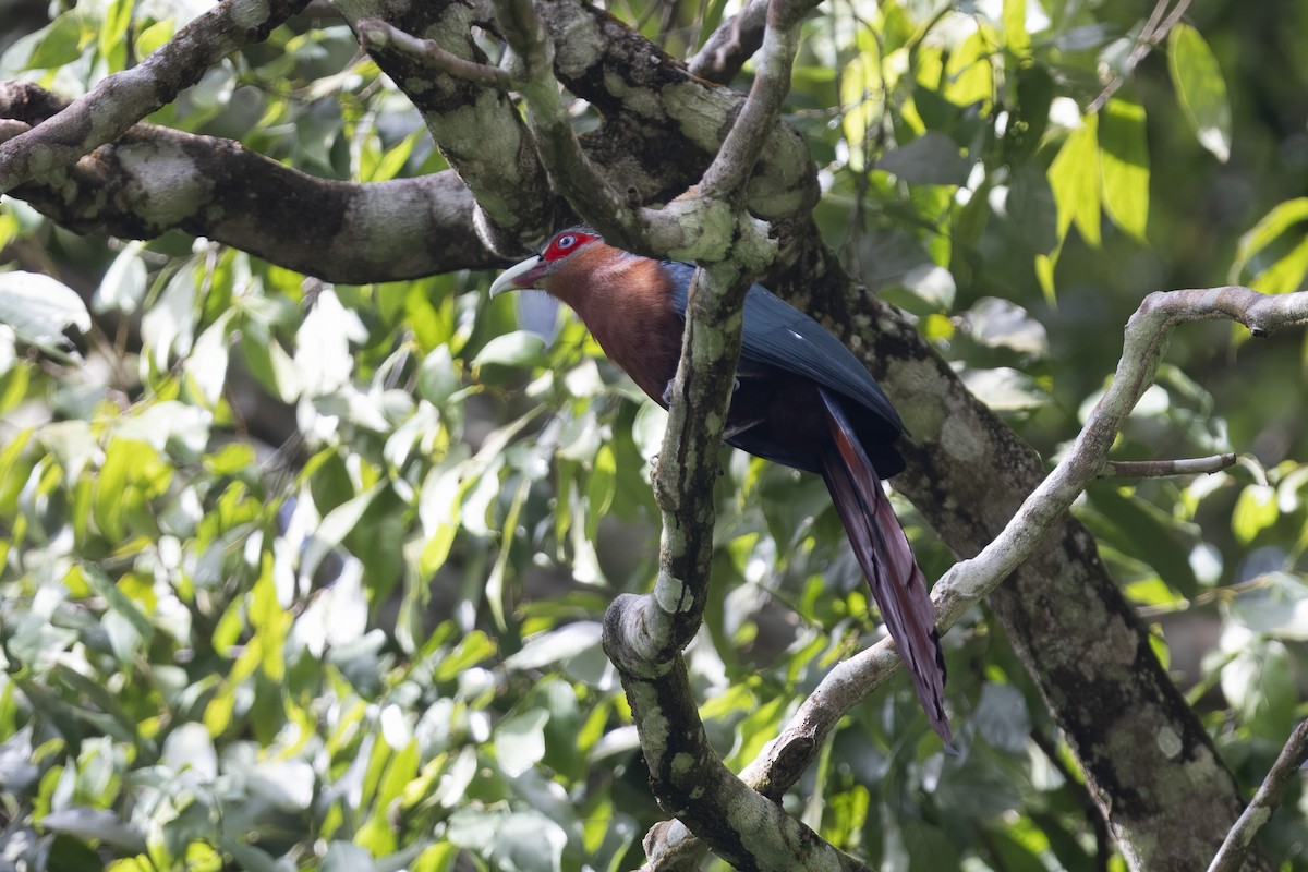 Chestnut-breasted Malkoha - ML644293283