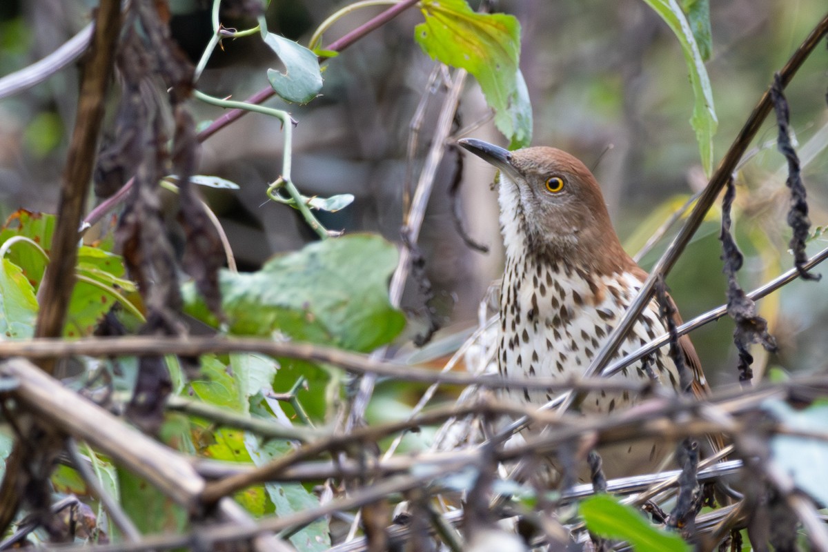 Brown Thrasher - ML644293284