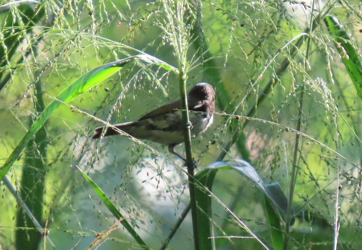 Gelbbauchspelzer - ML644293286