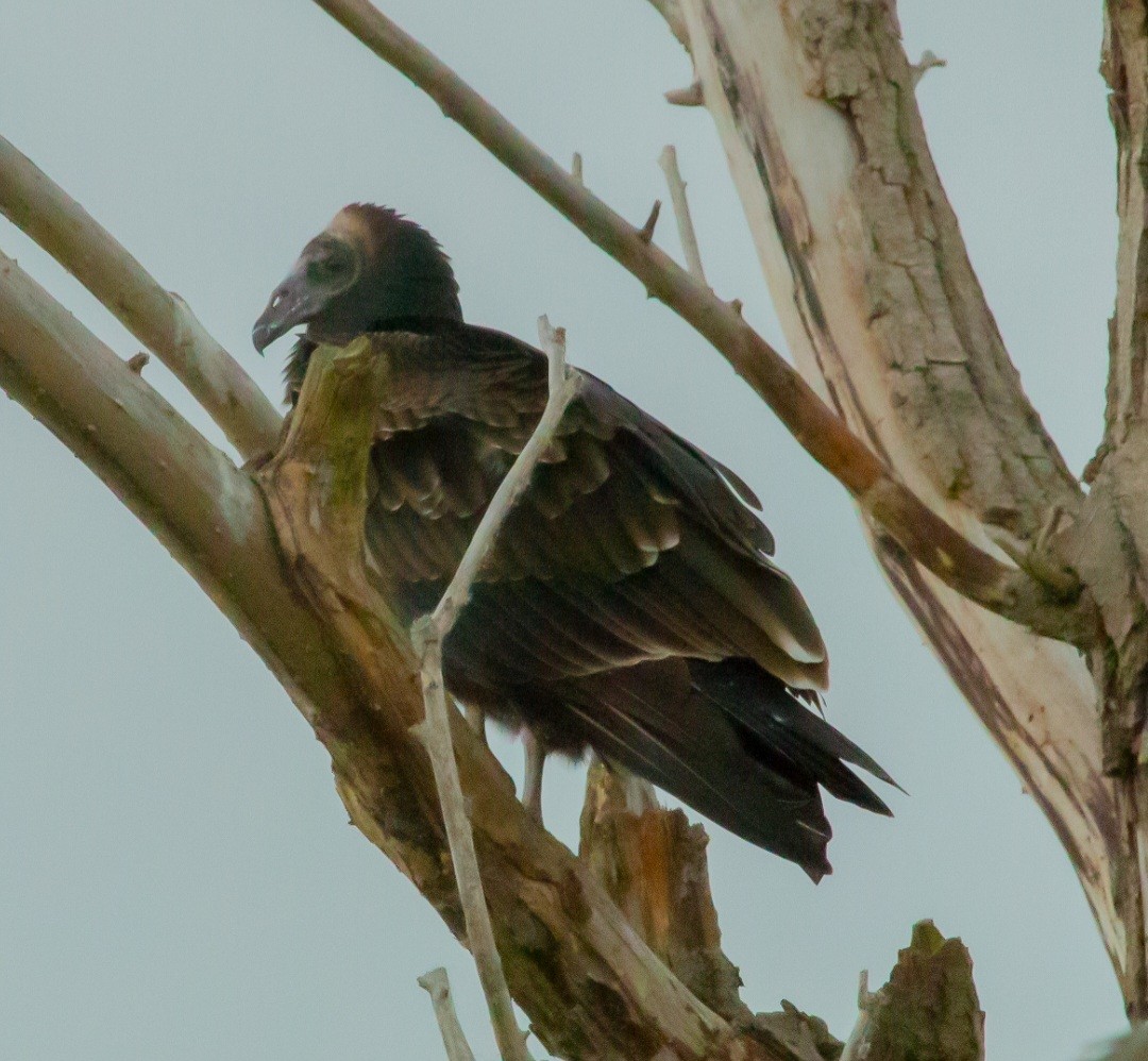 Aura Gallipavo - ML644293288