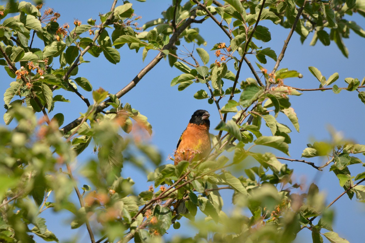 Black-headed Grosbeak - ML644293292