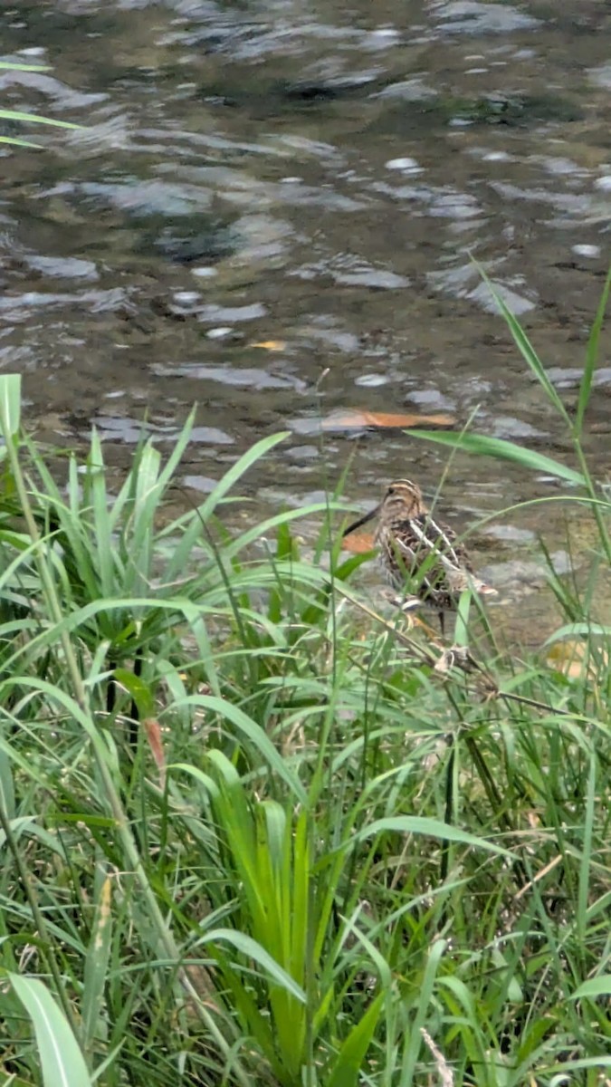 Wilson's Snipe - ML644293306