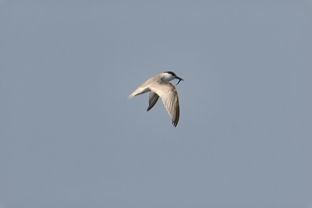 rybák obecný - ML644293316