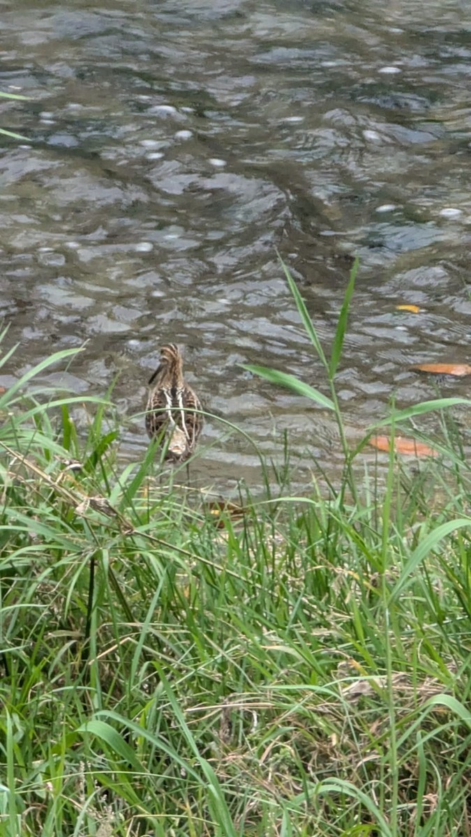 Wilson's Snipe - ML644293330