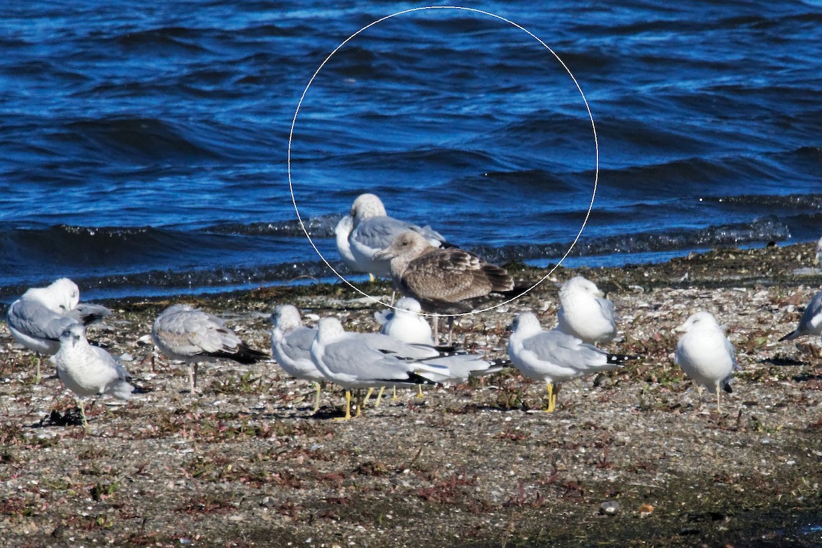 Kaio hauskara amerikarra - ML644293332