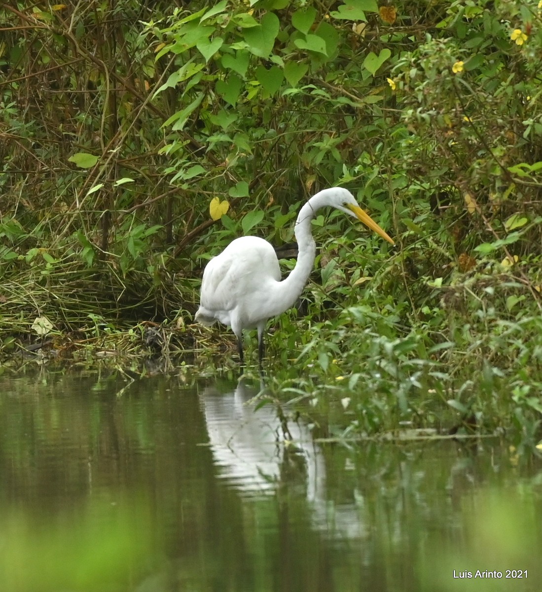 Koartza zuria - ML644293334