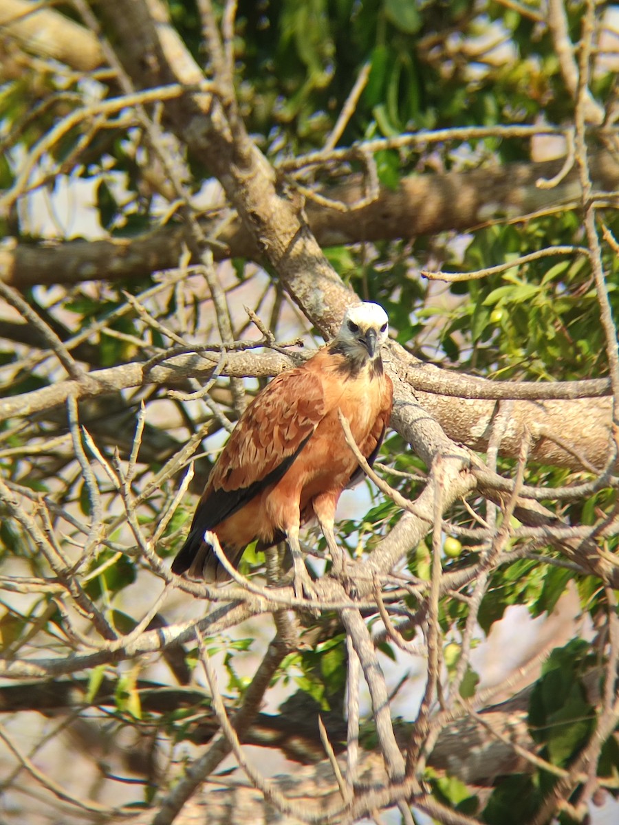 Black-collared Hawk - ML644293335