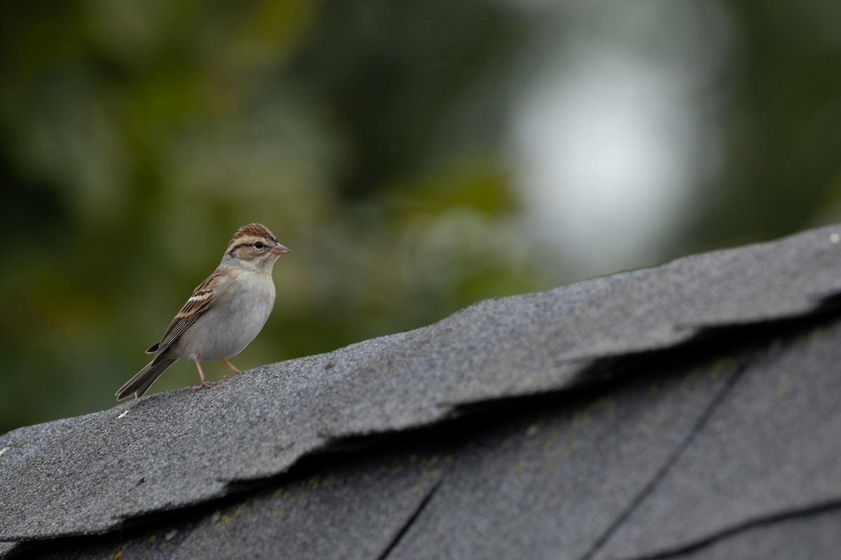 Chipping Sparrow - ML644293336