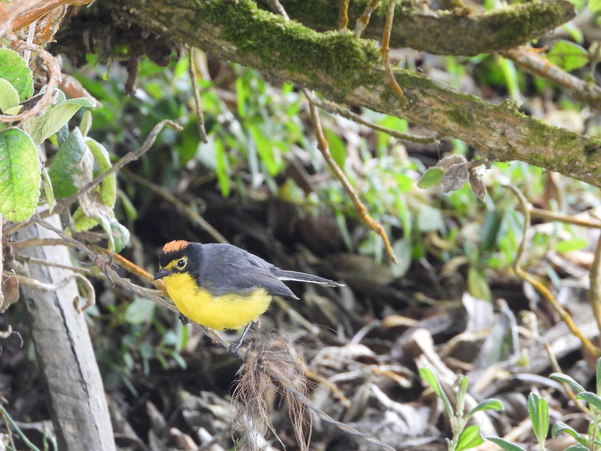 Brillenwaldsänger - ML644293340