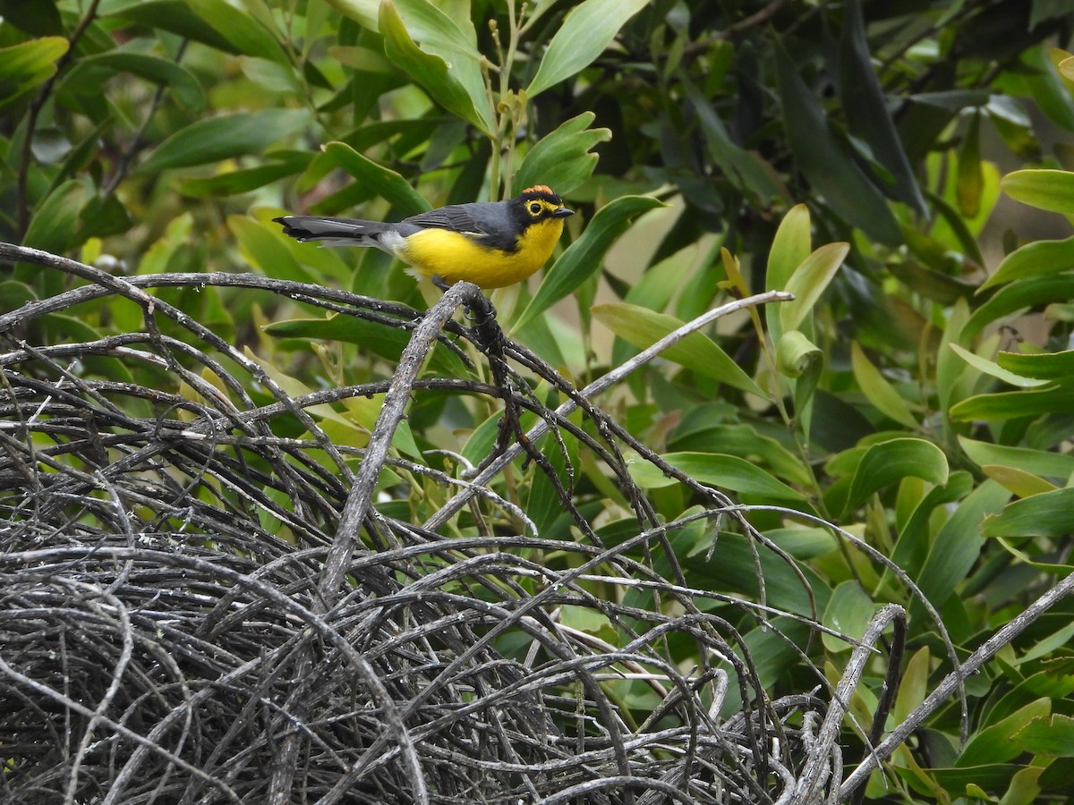 Brillenwaldsänger - ML644293342