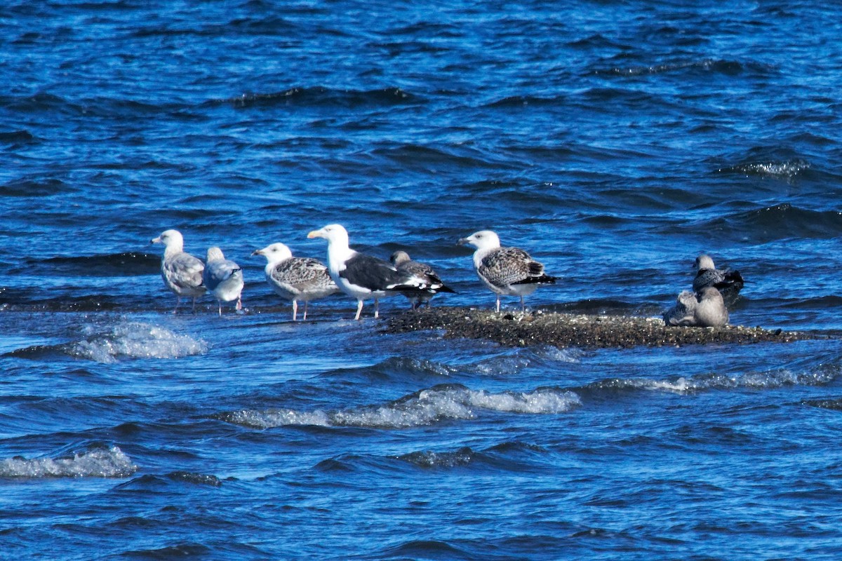 Kaio beltza - ML644293349