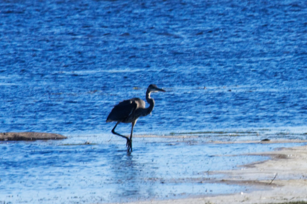 Koartza hauskara amerikarra - ML644293365