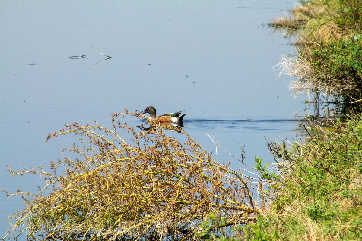 Northern Shoveler - ML644293384