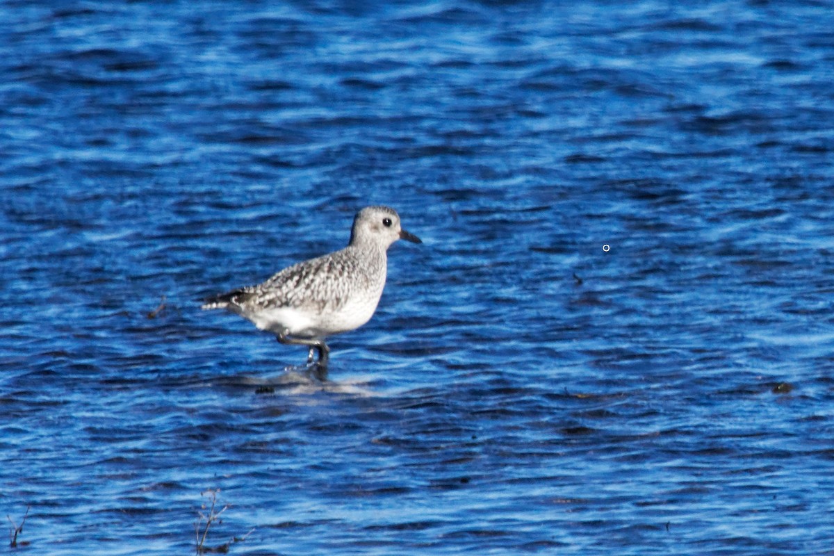 Txirri grisa - ML644293385