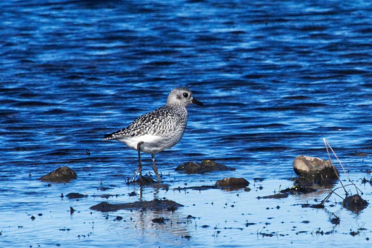 Txirri grisa - ML644293394