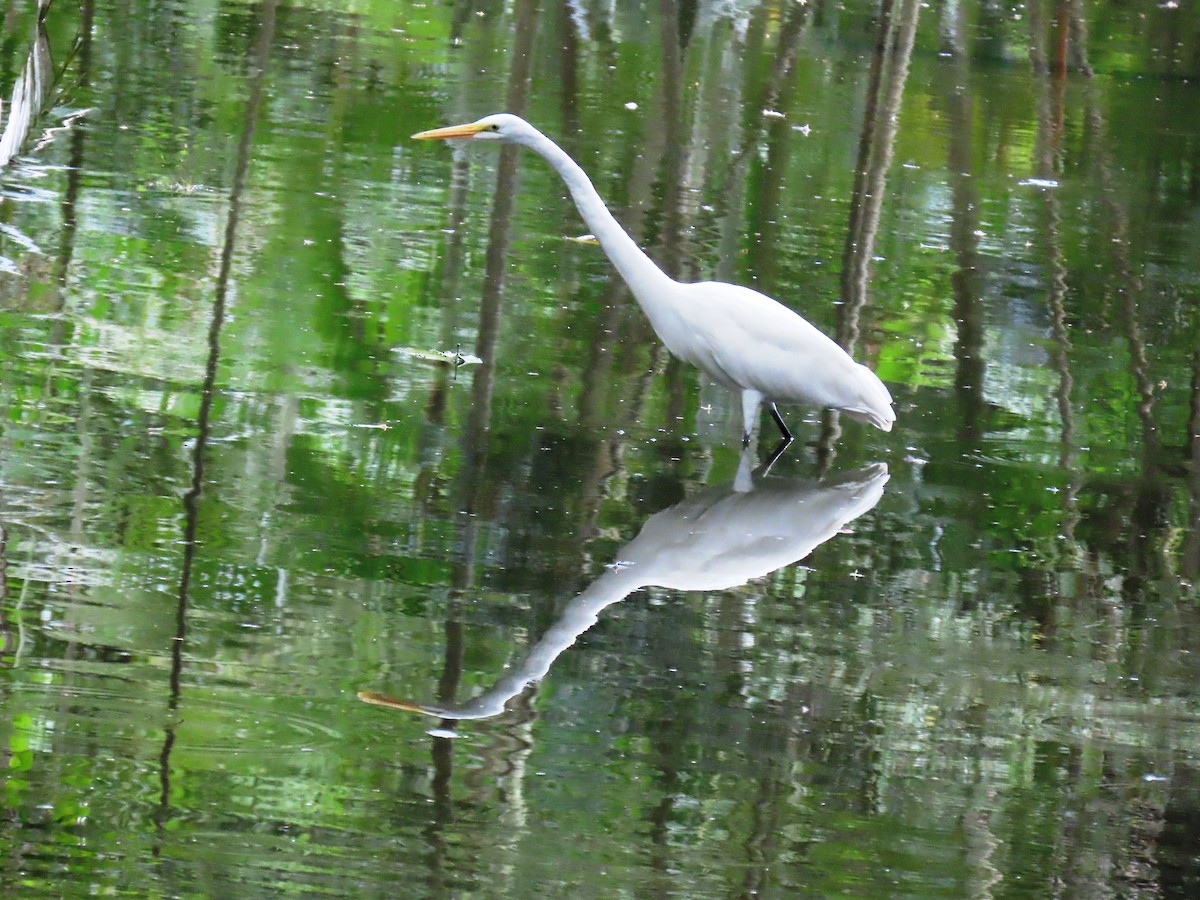 Koartza zuria - ML644293401