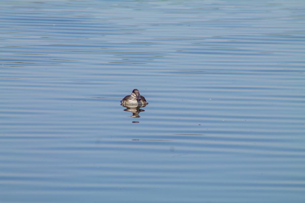 Ruddy Duck - ML644293407