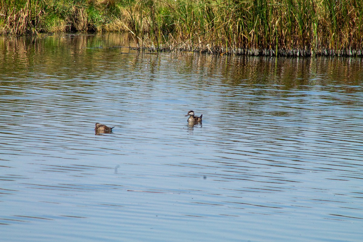 Ruddy Duck - ML644293410