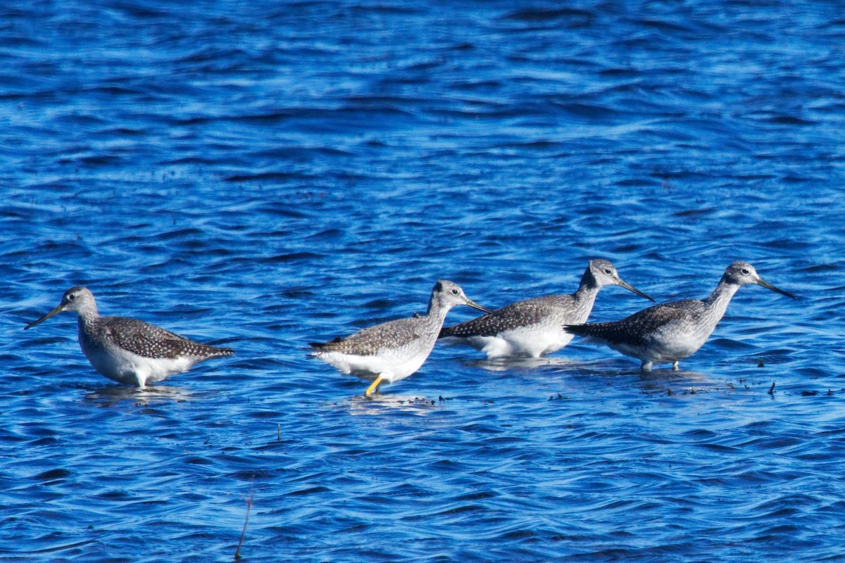 Kuliska hankahori handia - ML644293426