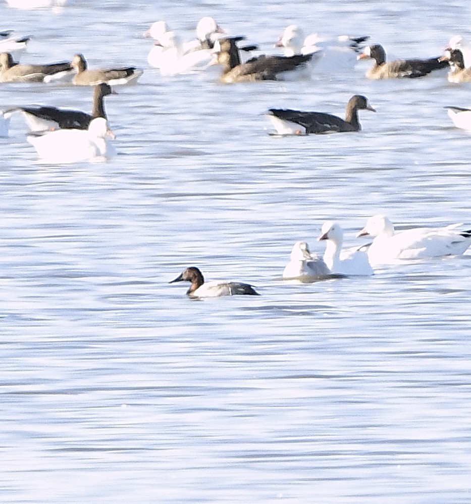 kanvasand - ML644293430