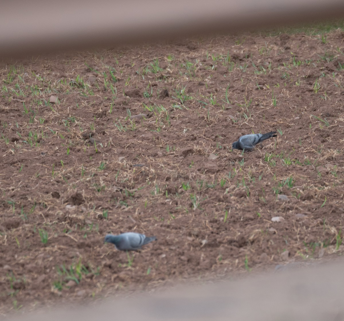 Hill Pigeon - ML644293432