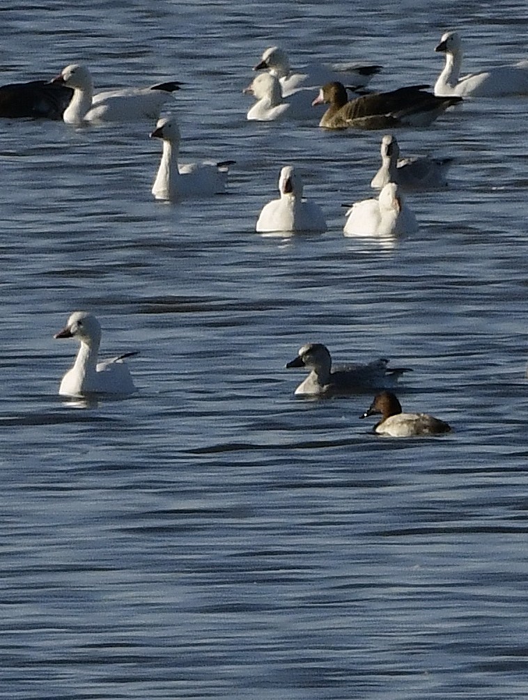 kanvasand - ML644293443