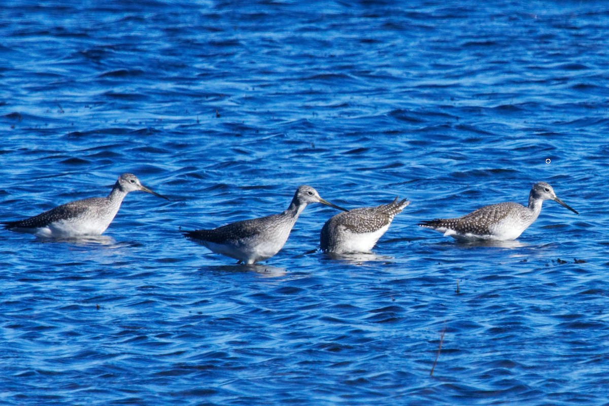 Kuliska hankahori handia - ML644293446