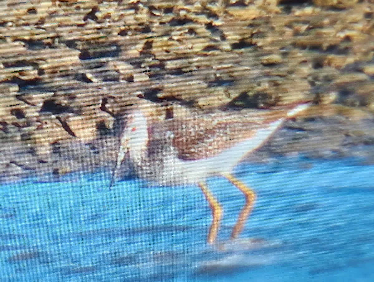 Greater Yellowlegs - ML644293471