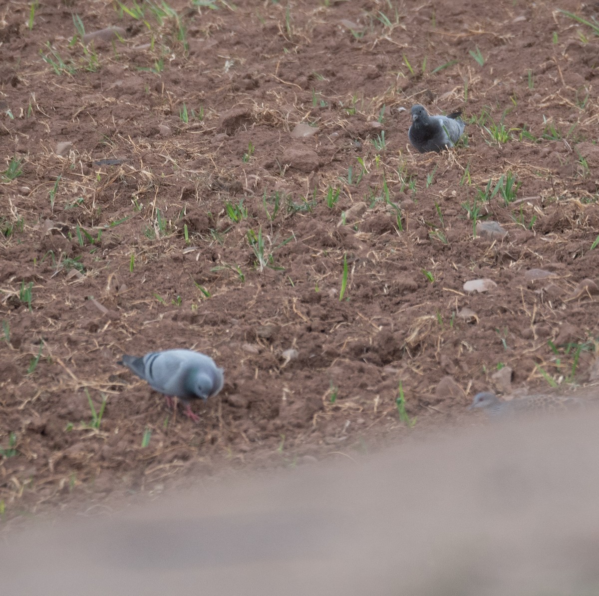 Hill Pigeon - ML644293472