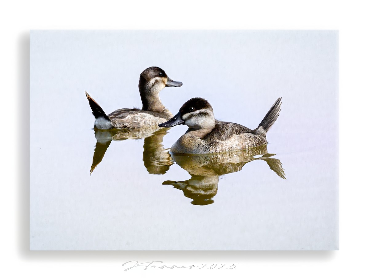 kachnice kaštanová - ML644293480