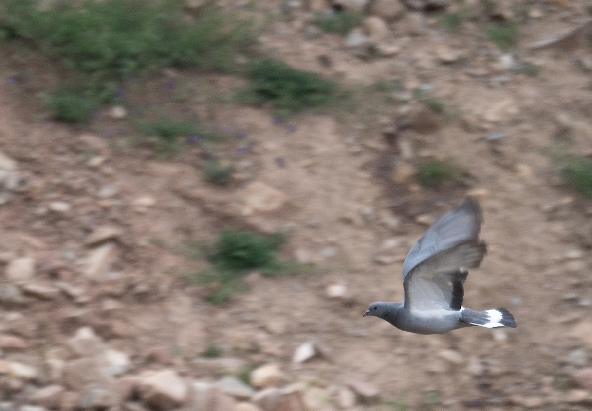 Hill Pigeon - ML644293483