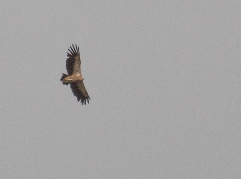 Vautour de l'Himalaya - ML644293499