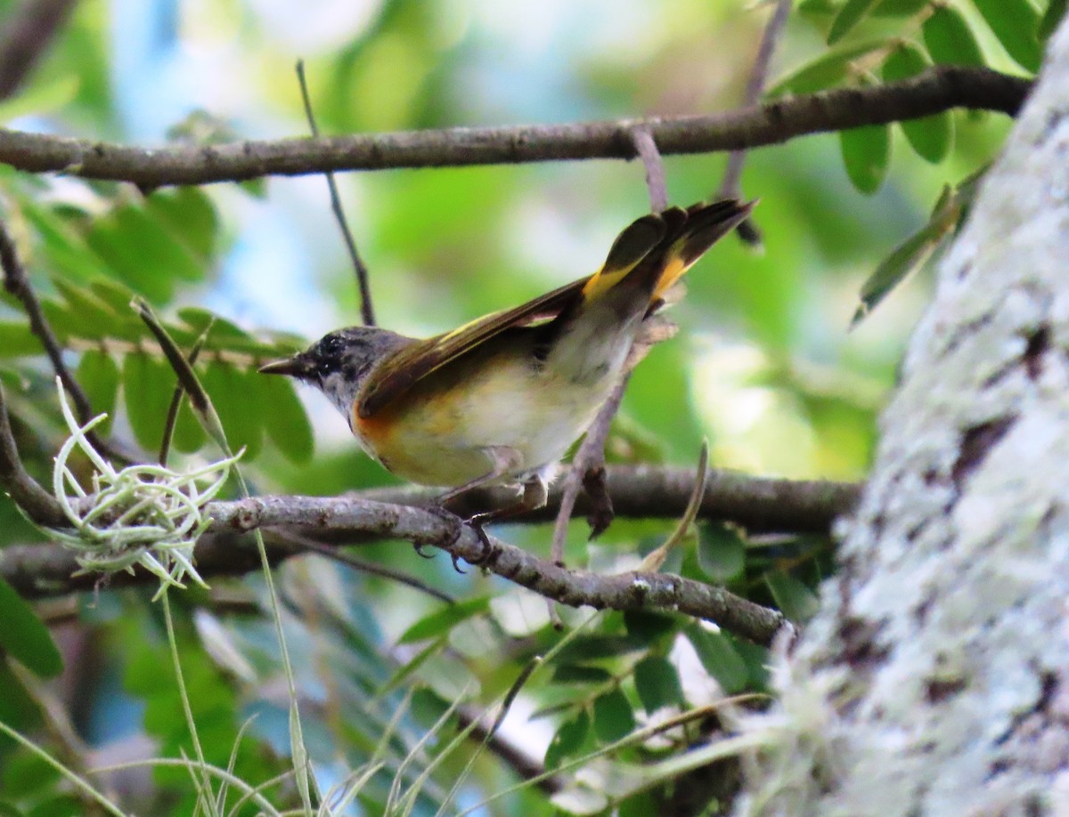 Kızıl Kuyruklu Ötleğen - ML644293503