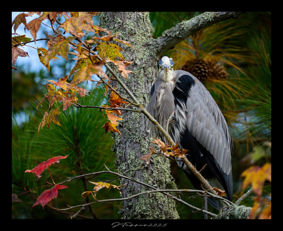 volavka velká - ML644293504