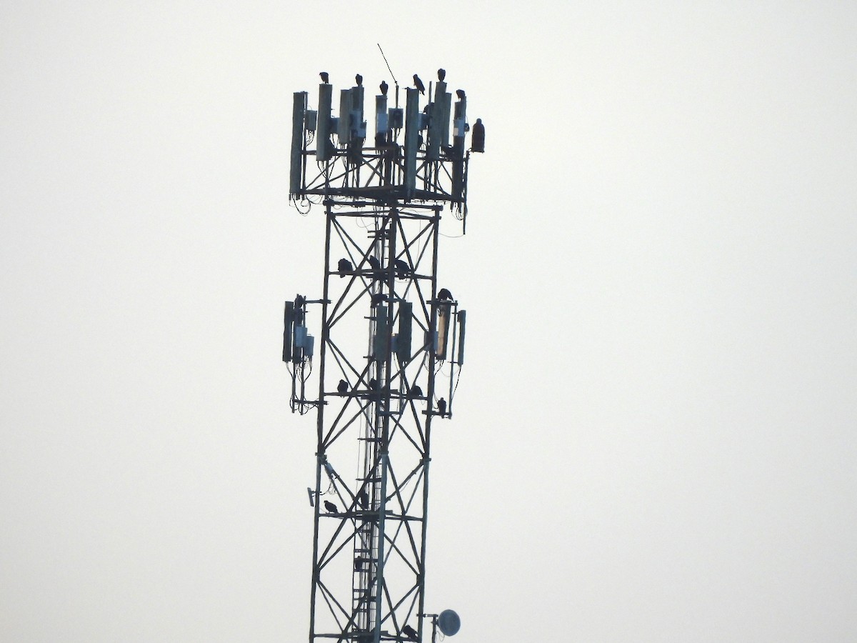 Black Vulture - ML644293506