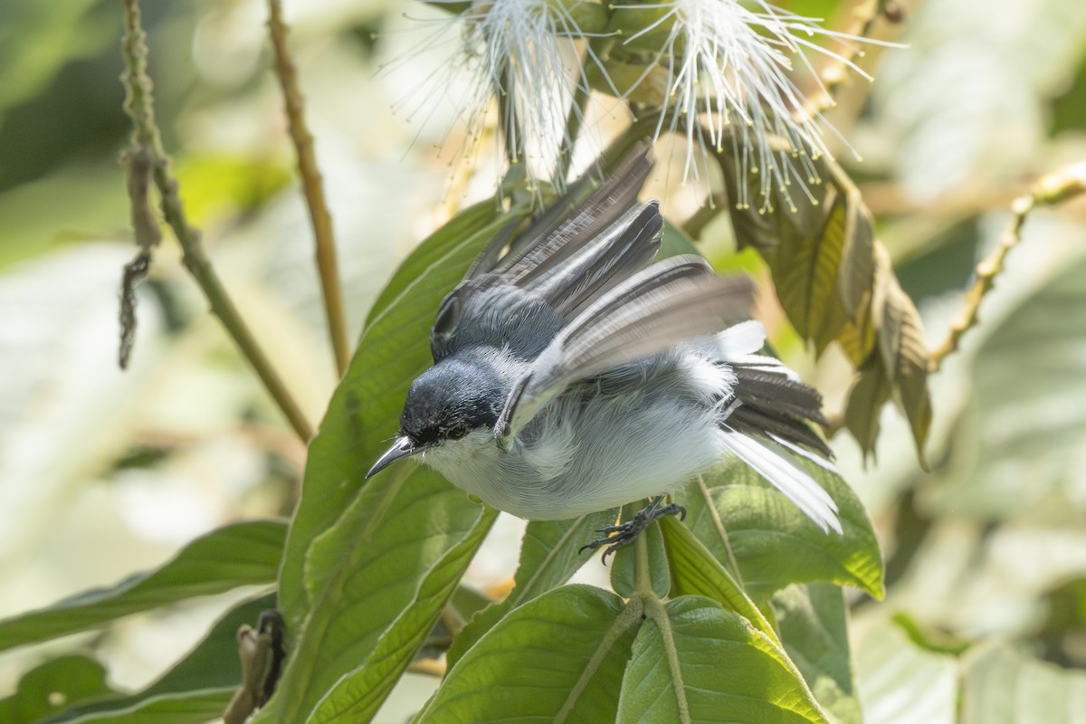 Tropical Gnatcatcher - ML644293518