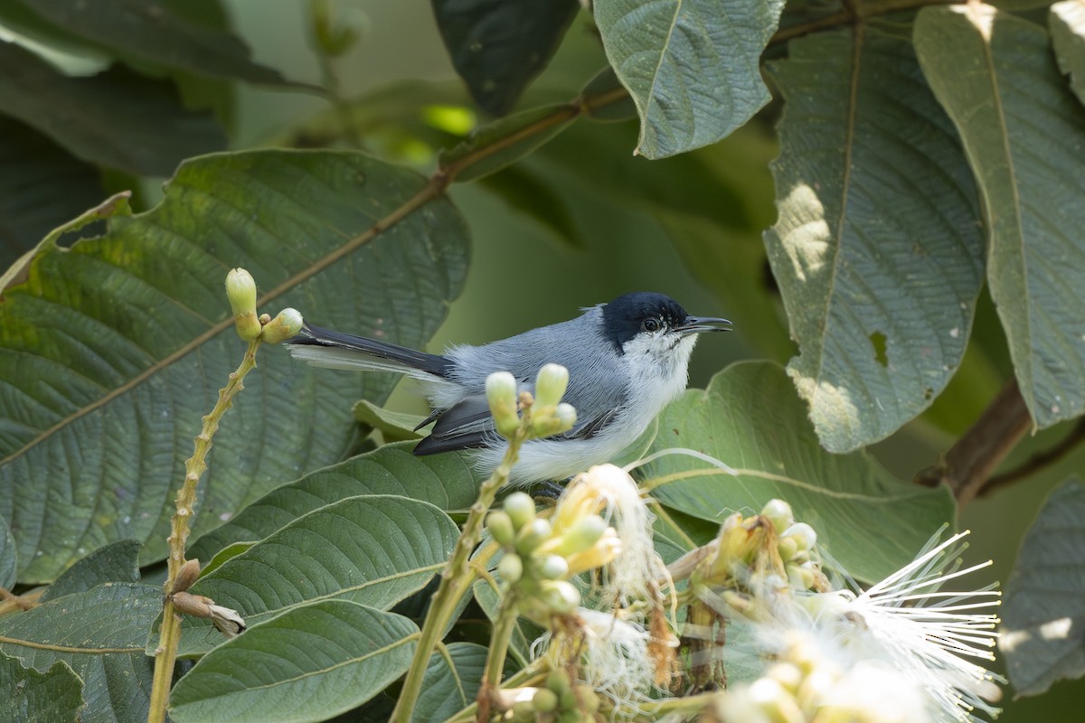 Tropical Gnatcatcher - ML644293519