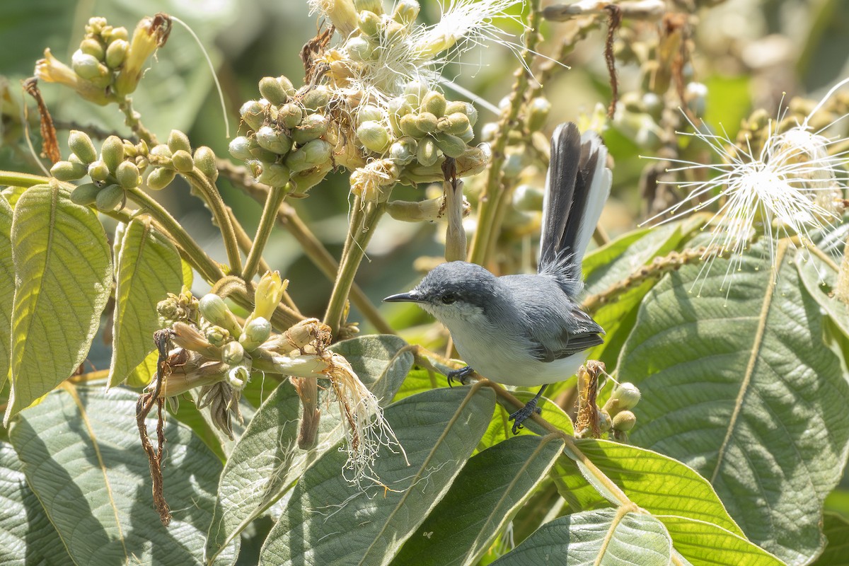 Tropical Gnatcatcher - ML644293521