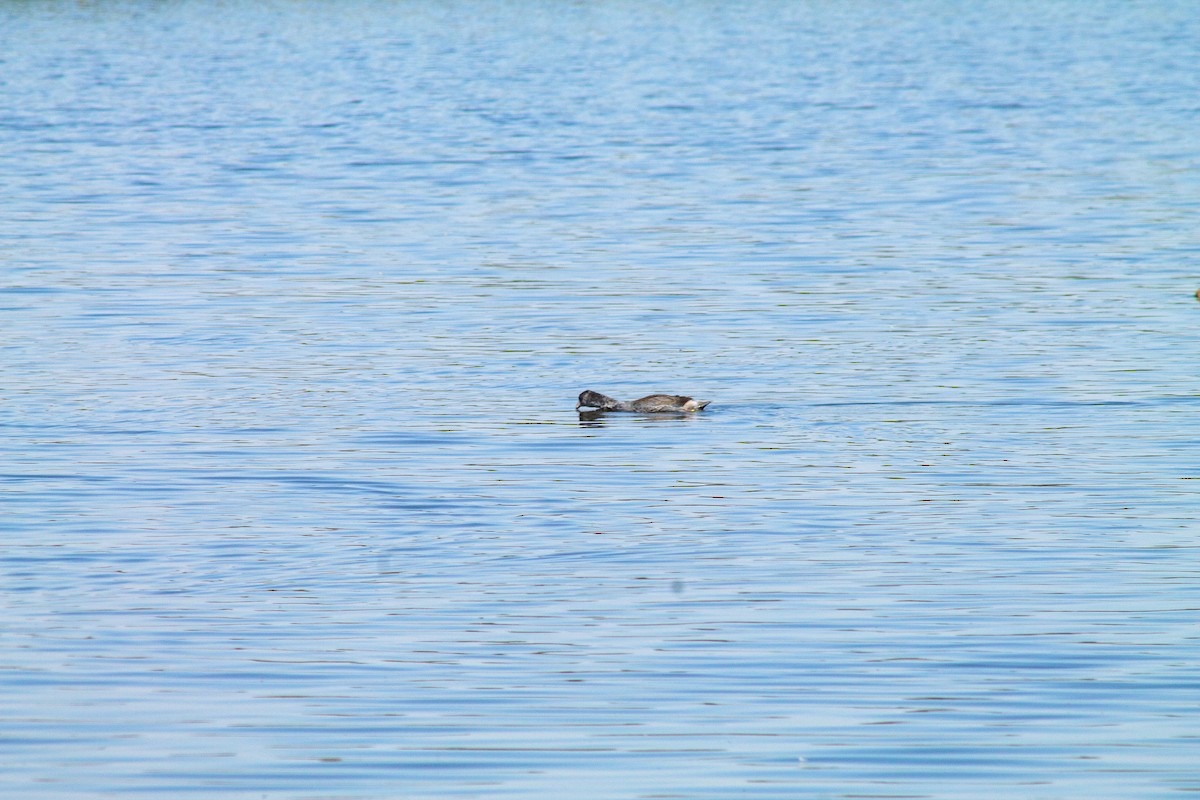 American Coot - ML644293535