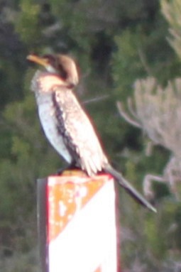 Uzun Kuyruklu Karabatak - ML644293547