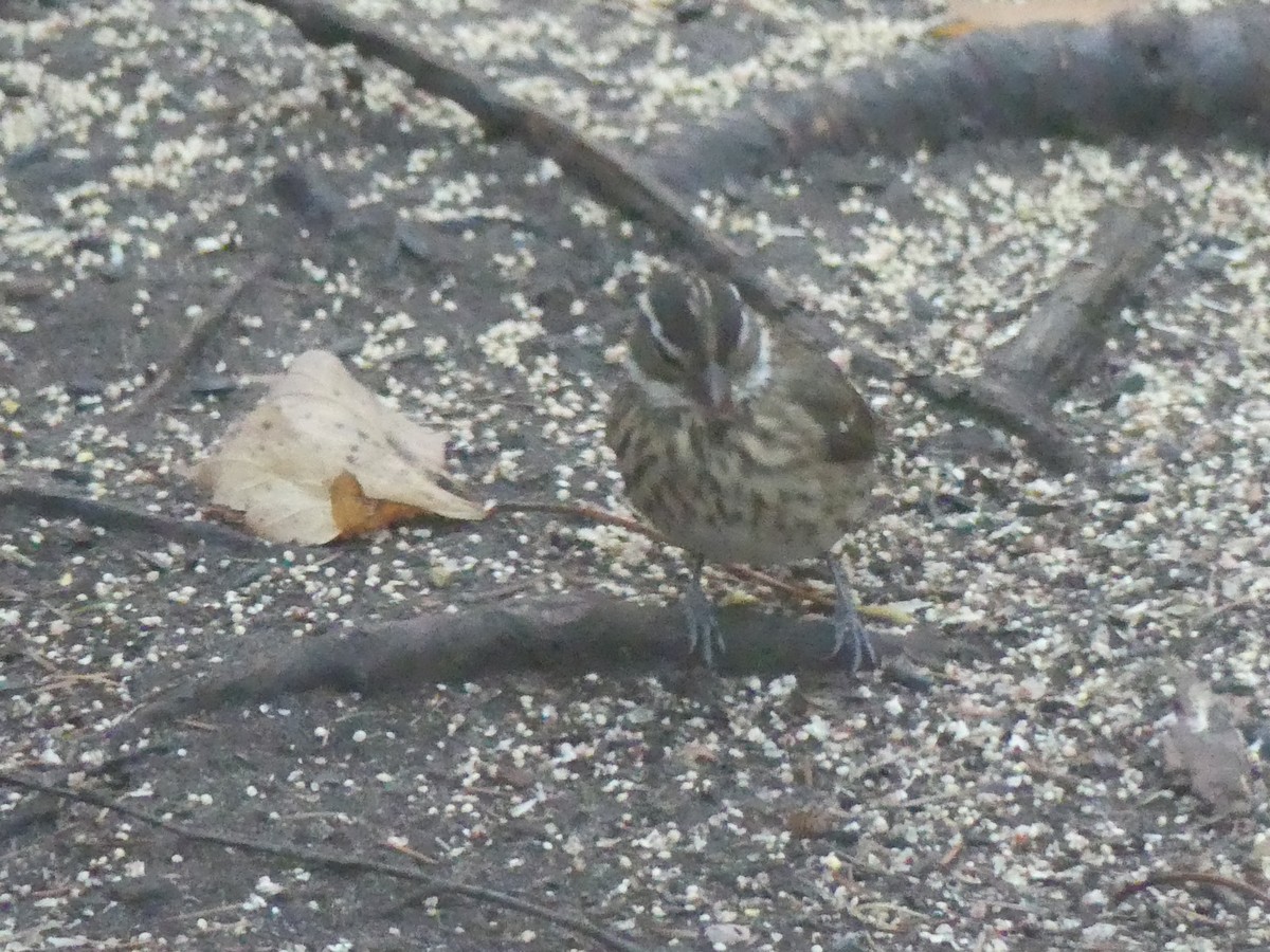 dlaskovec růžovoprsý - ML644293553