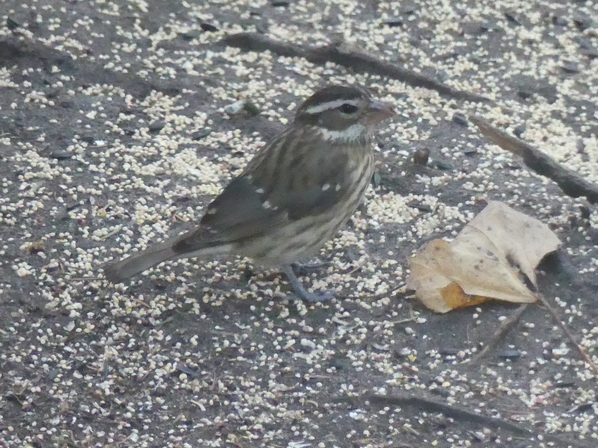 dlaskovec růžovoprsý - ML644293554