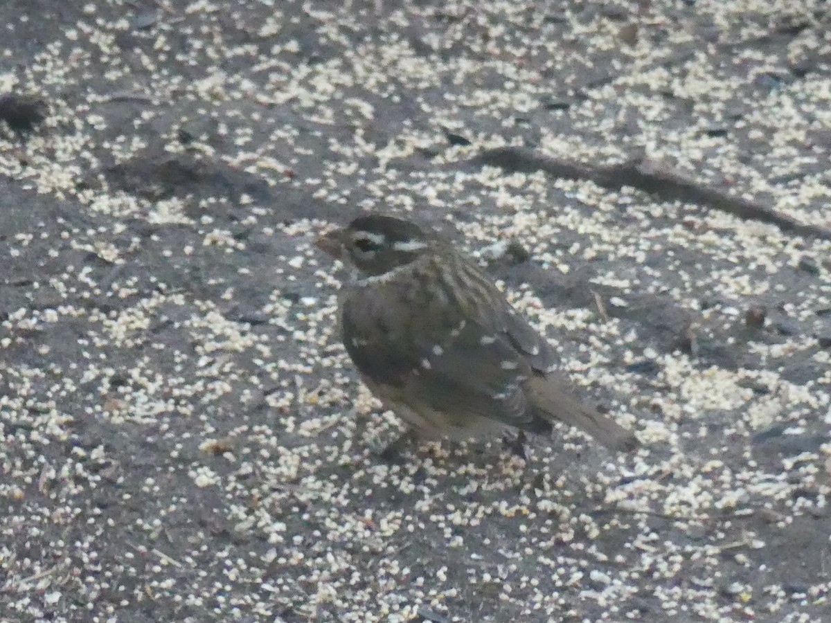 dlaskovec růžovoprsý - ML644293555