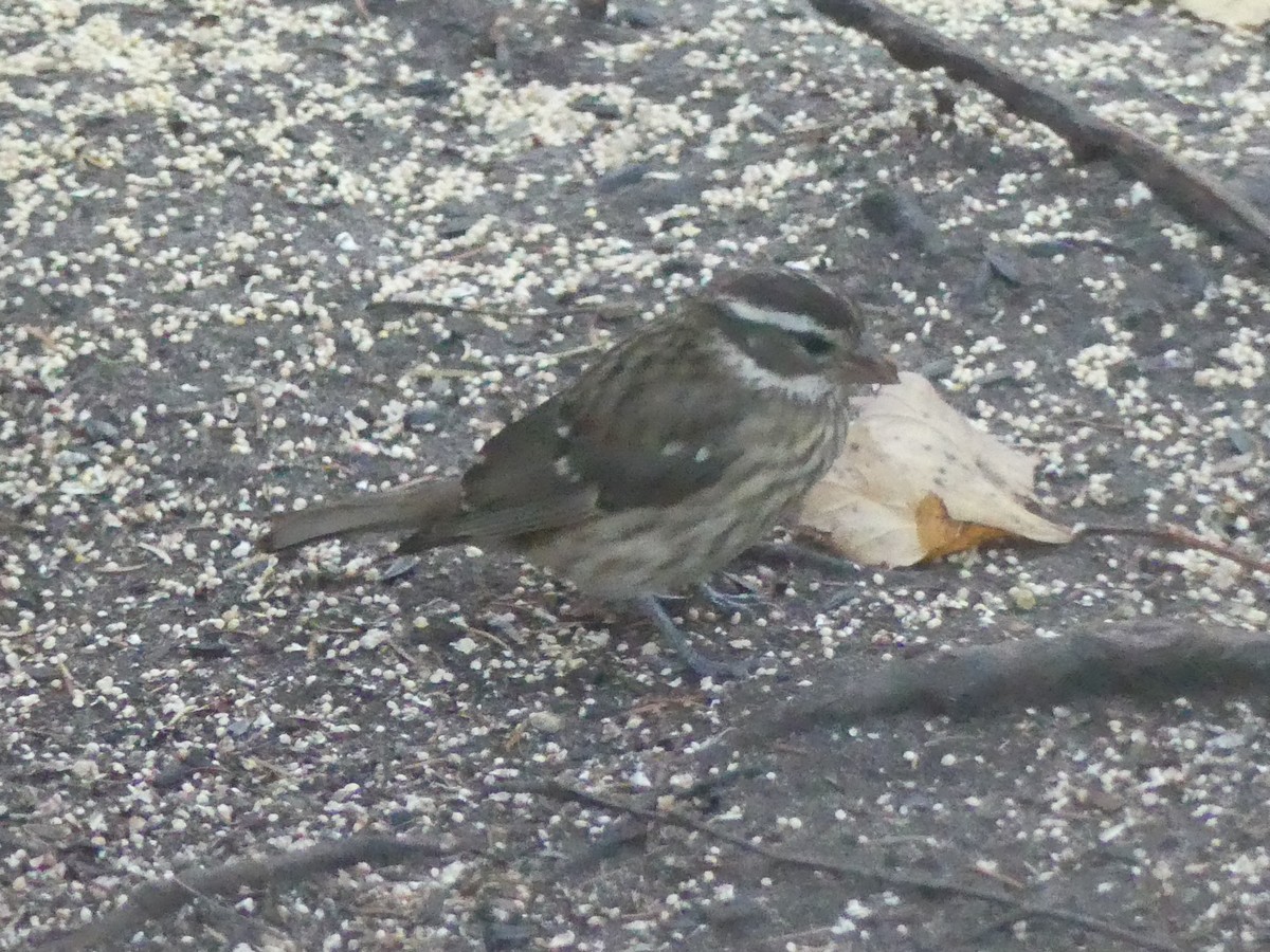 dlaskovec růžovoprsý - ML644293556