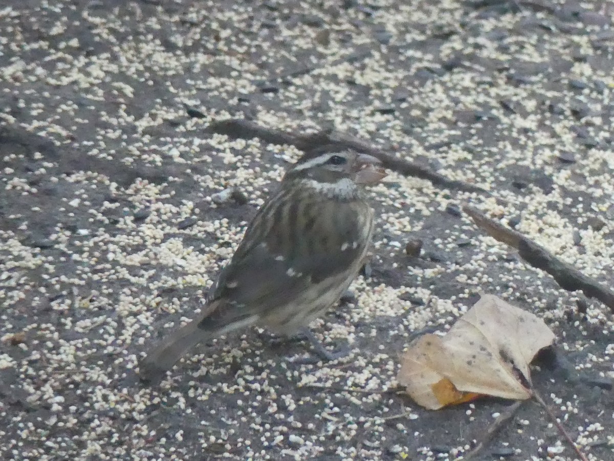 dlaskovec růžovoprsý - ML644293557